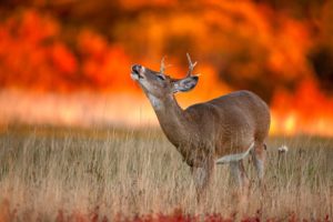 deer, Young, Alone, Sunset, Animal