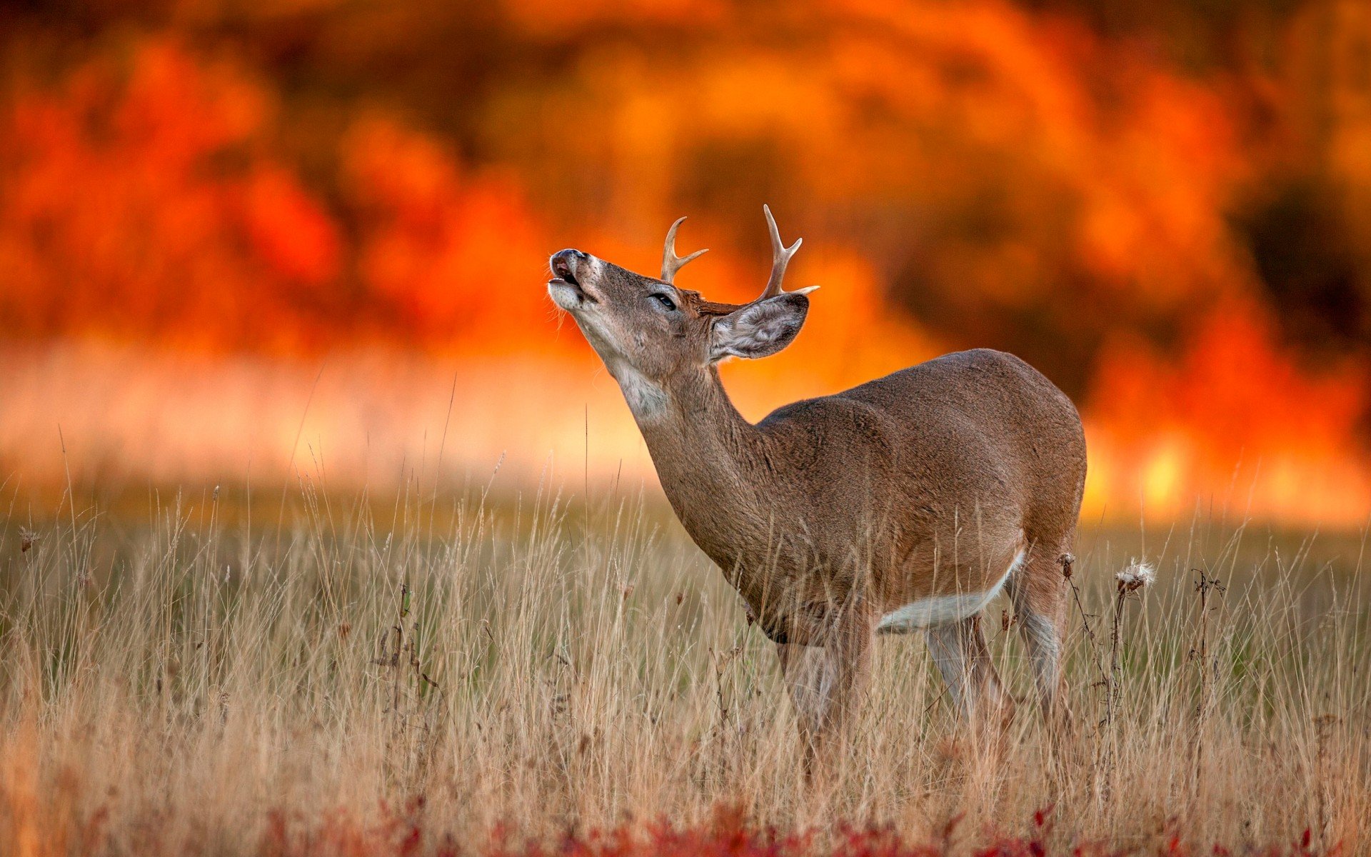 deer  Young Alone Sunset  Animal Wallpapers  HD Desktop 