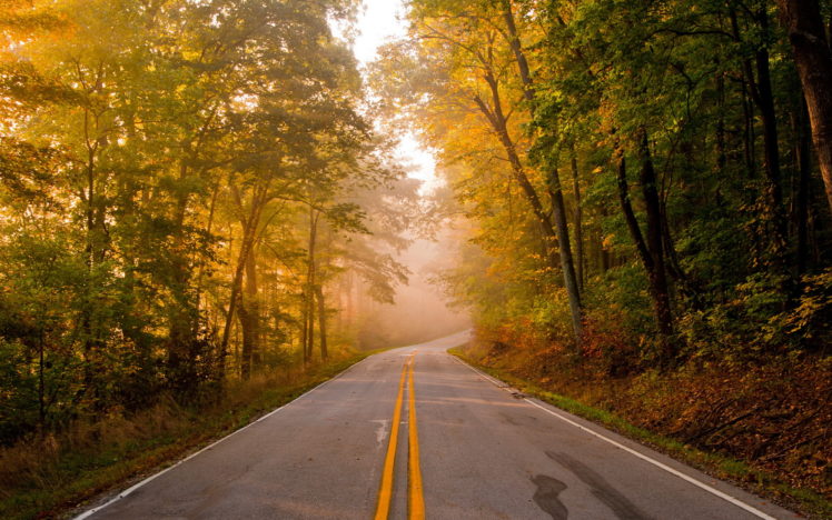 roads, Trees, Forest, Autumn, Fall HD Wallpaper Desktop Background