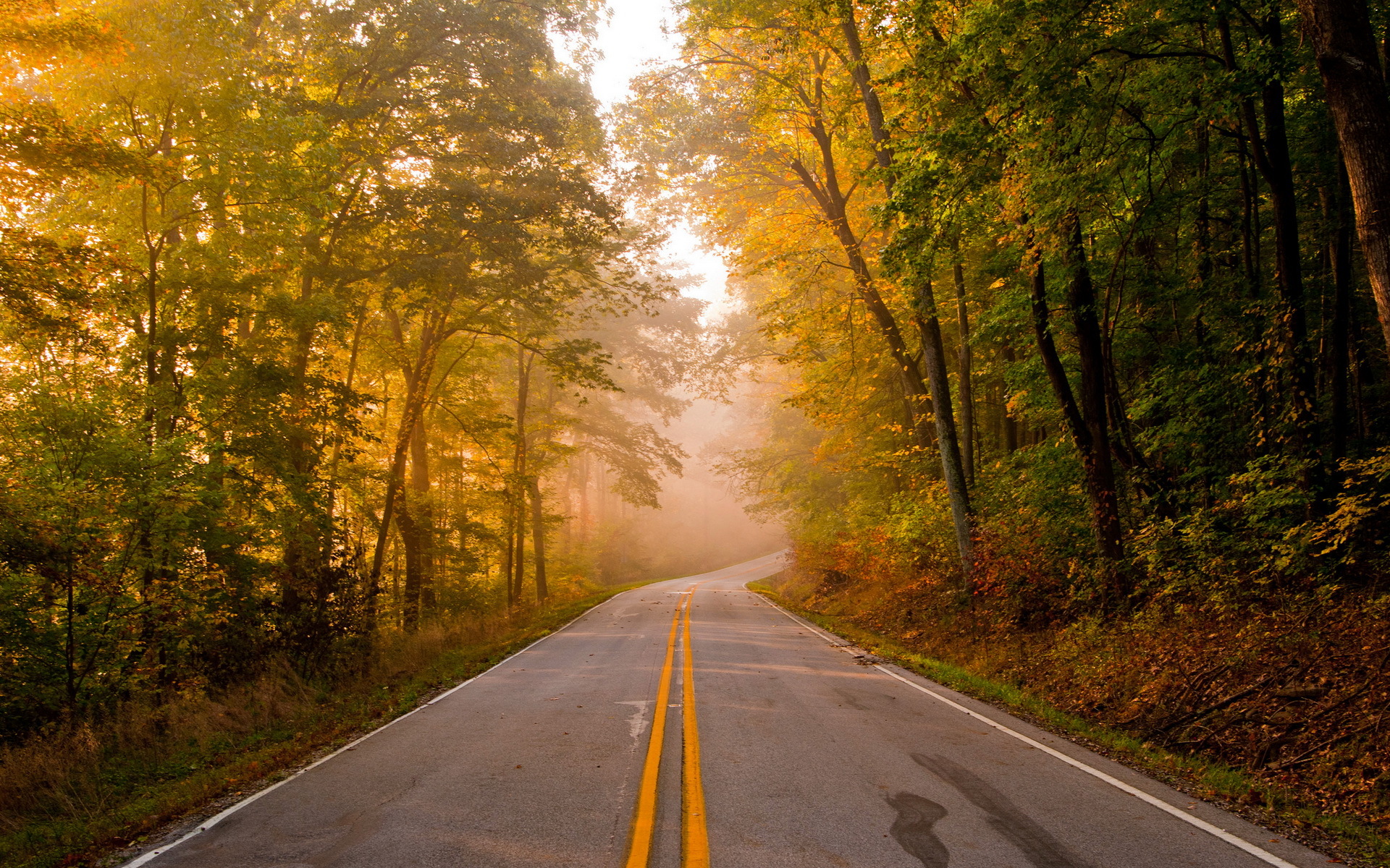 roads, Trees, Forest, Autumn, Fall Wallpaper