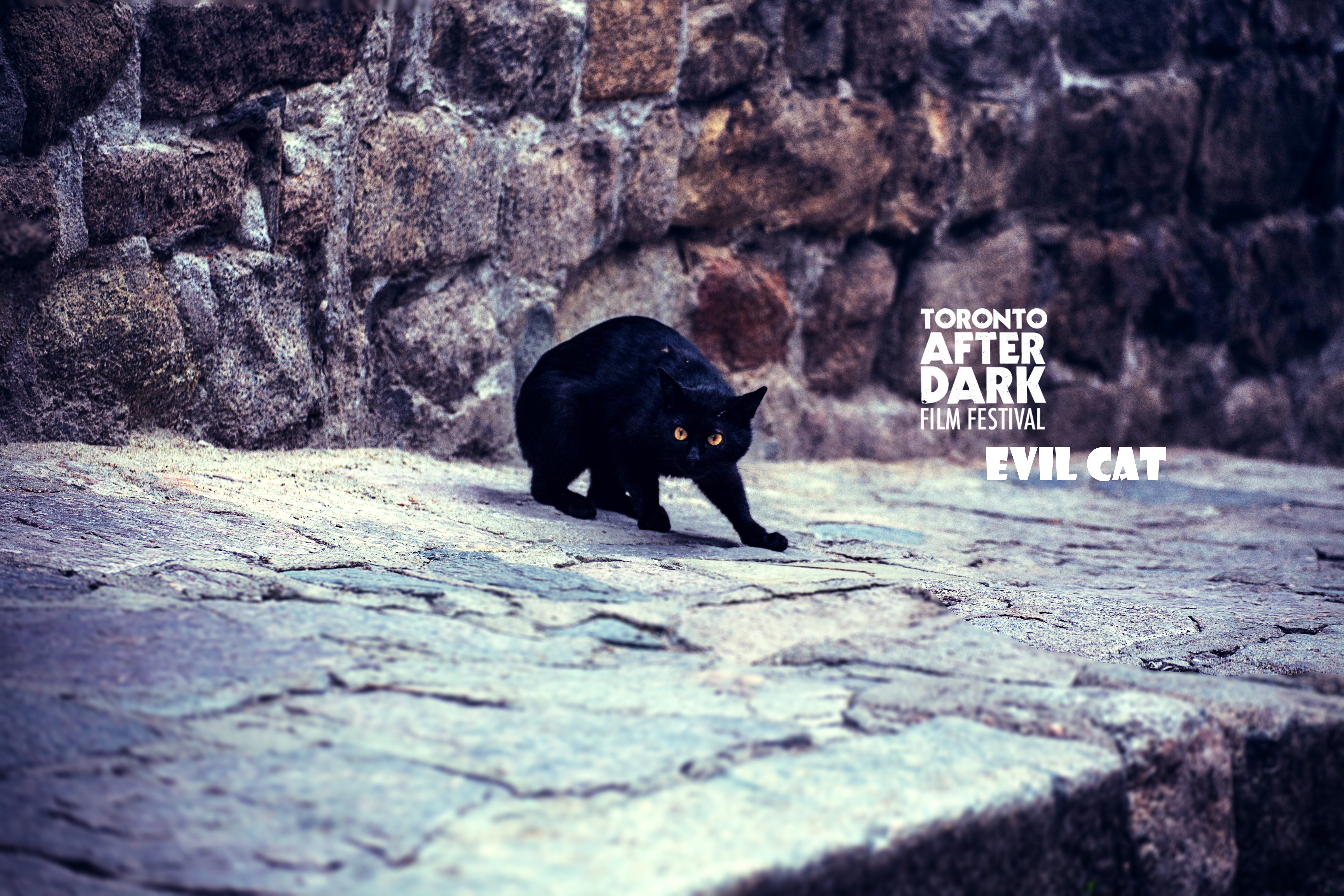 evil, Cat Wallpaper