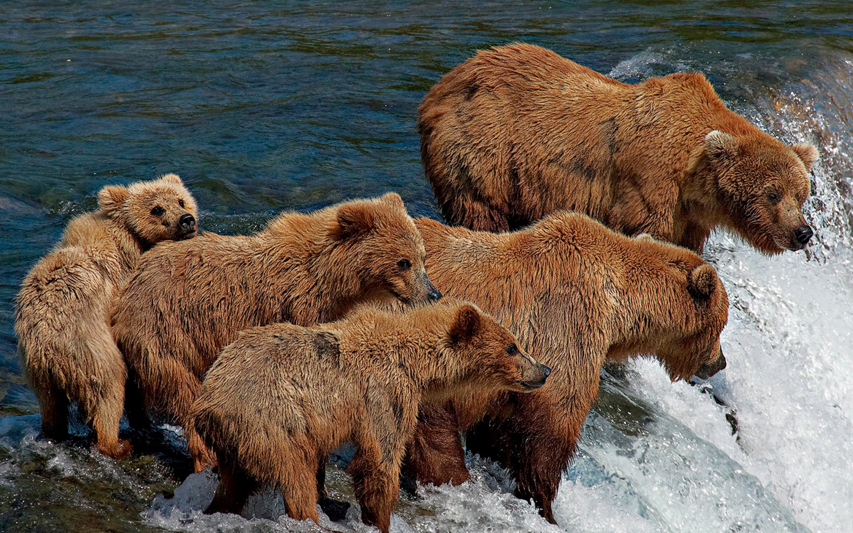 Группа бурого медведя. Бурый медведь. Семейство Медвежьи. Гризли. Толпа медведей.