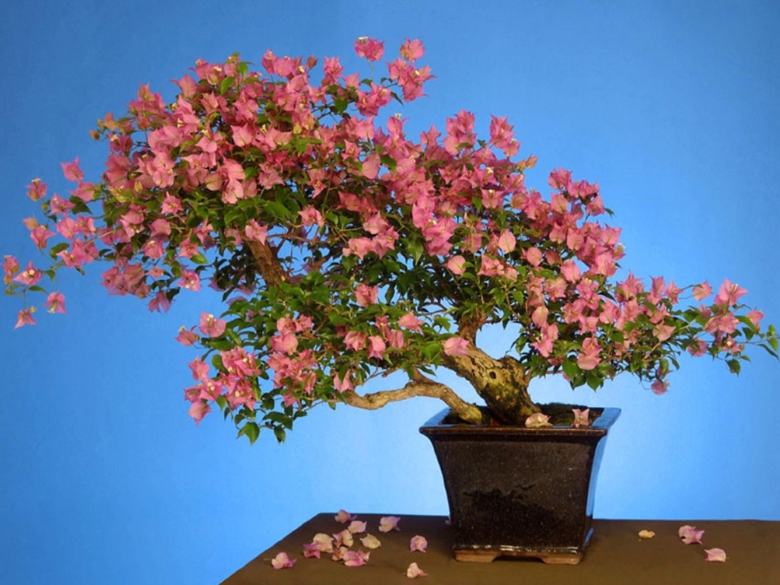 flowers, Nature, Plant, Beautiful, Green, Flower Wallpaper