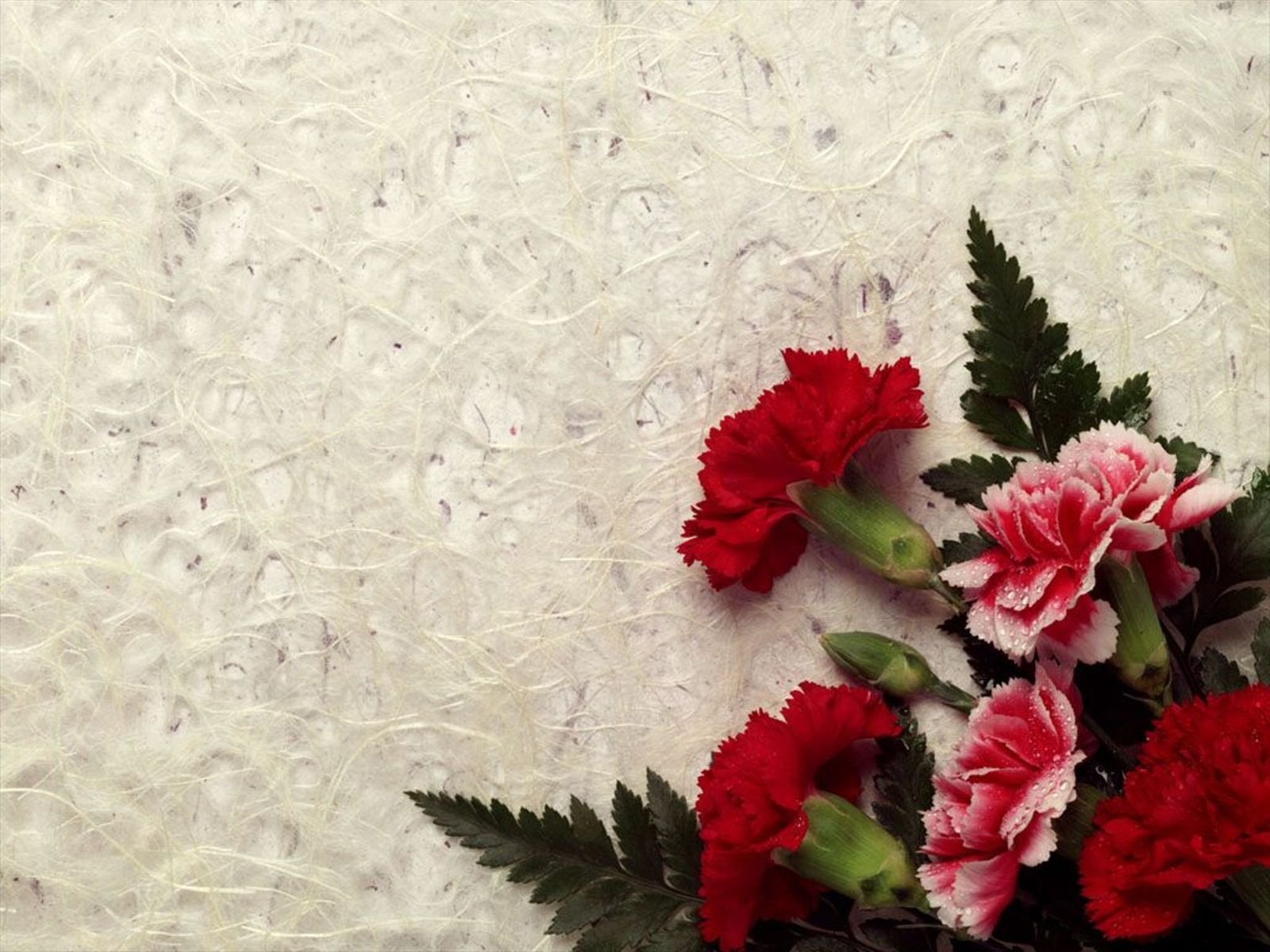 flowers, Nature, Plant, Beautiful, Green, Flower Wallpaper