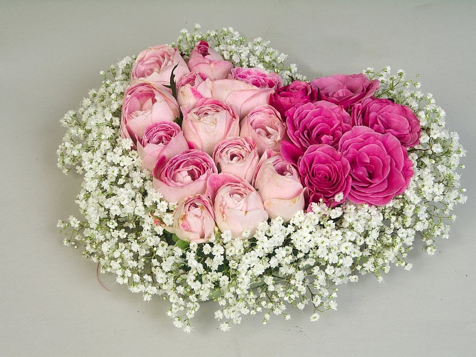 flowers, Nature, Plant, Beautiful, Green, Flower Wallpaper