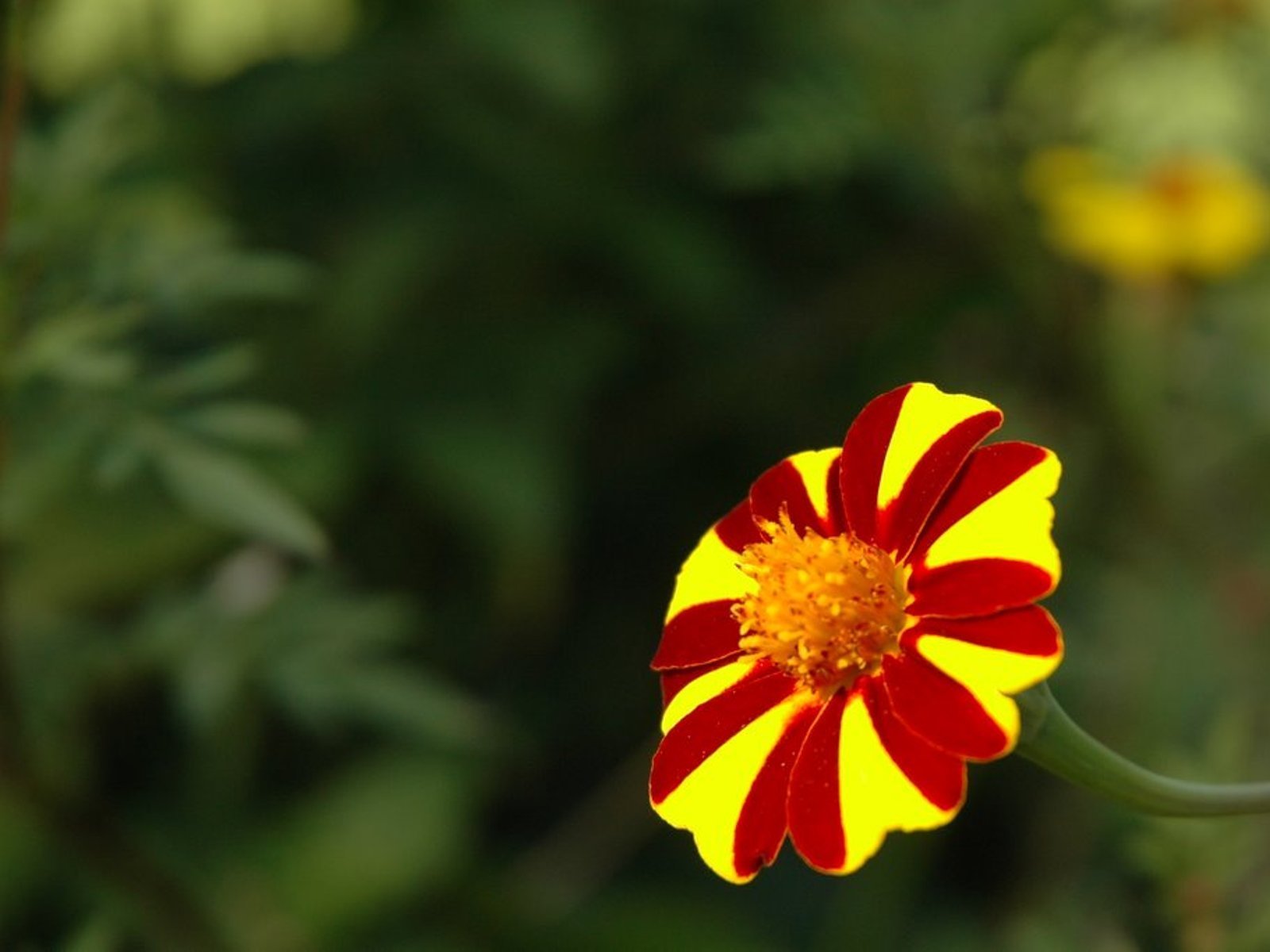 flowers, Nature, Plant, Beautiful, Green, Flower Wallpaper