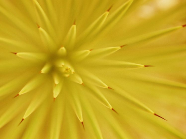 flowers, Nature, Plant, Beautiful, Green, Flower HD Wallpaper Desktop Background
