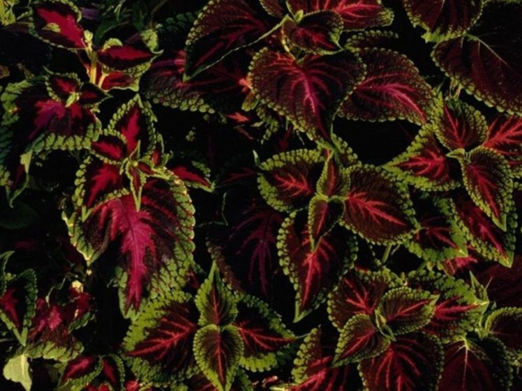 flowers, Nature, Plant, Beautiful, Green, Flower HD Wallpaper Desktop Background