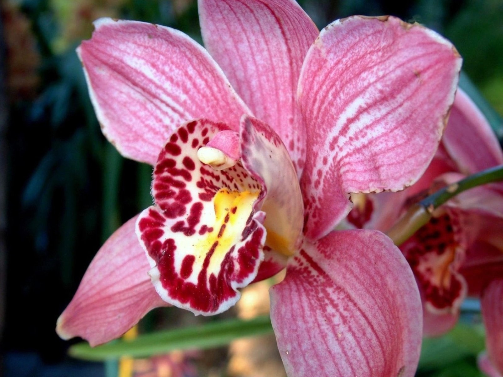 flowers, Nature, Plant, Beautiful, Green, Flower Wallpaper