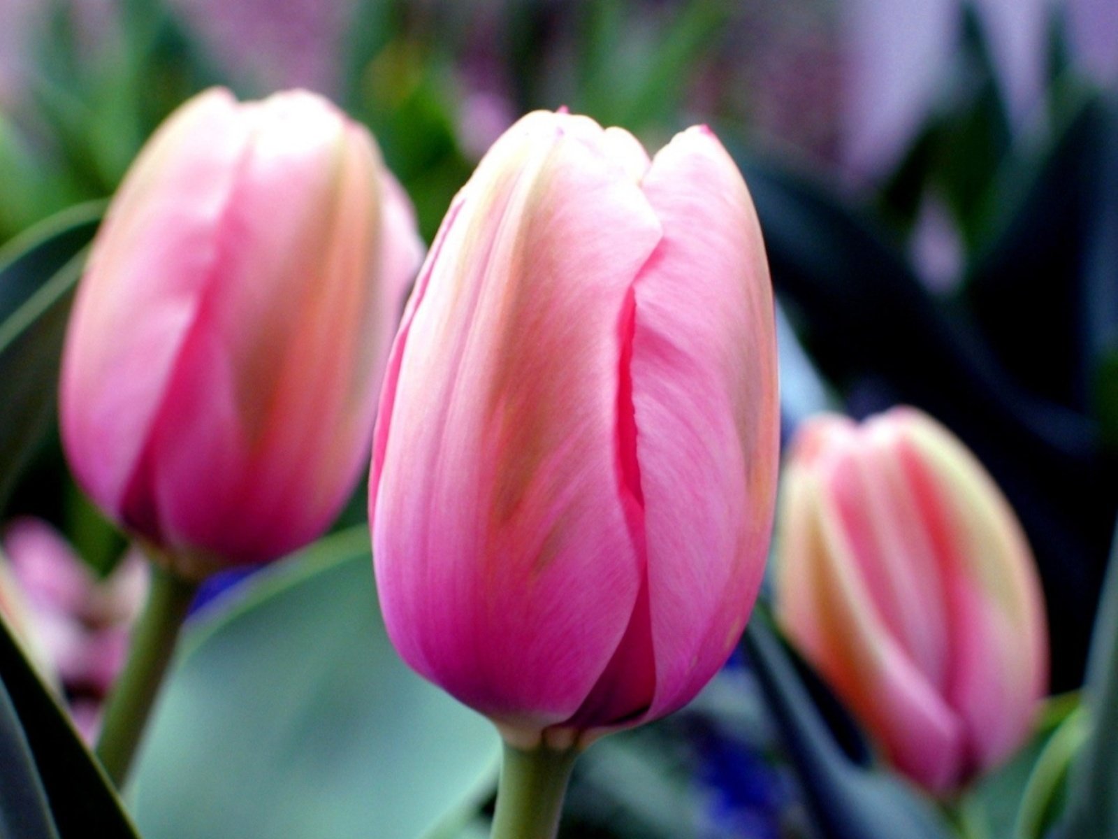 flowers, Nature, Plant, Beautiful, Green, Flower Wallpaper