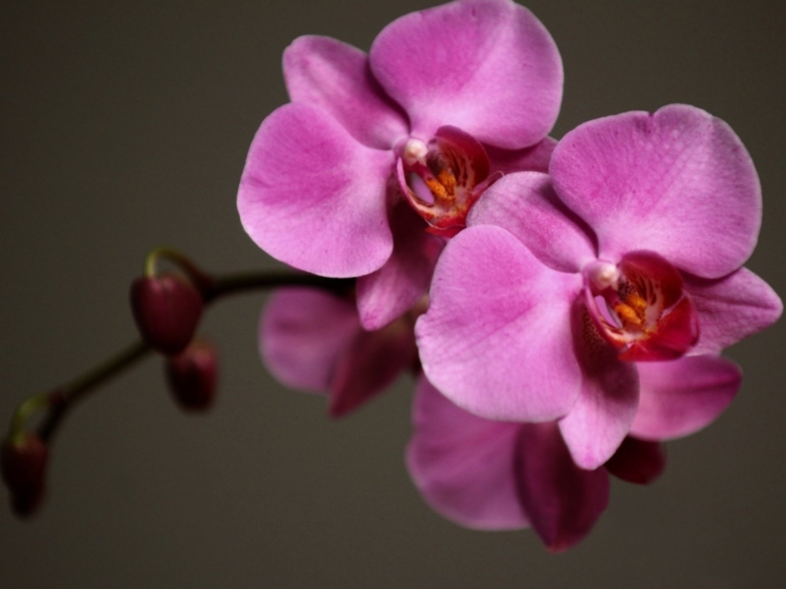 flowers, Nature, Plant, Beautiful, Green, Flower Wallpaper