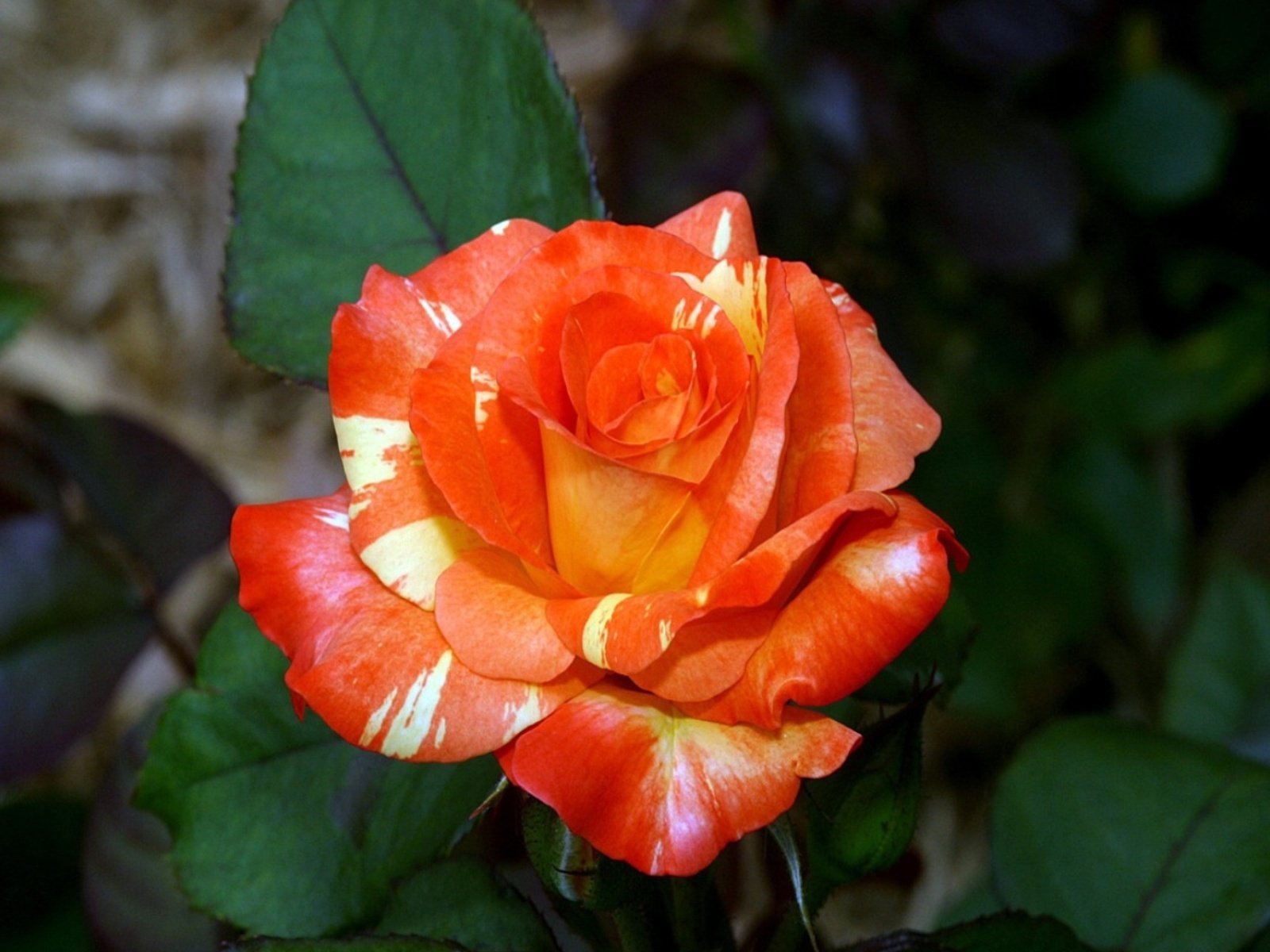 flowers, Nature, Plant, Beautiful, Green, Flower Wallpaper