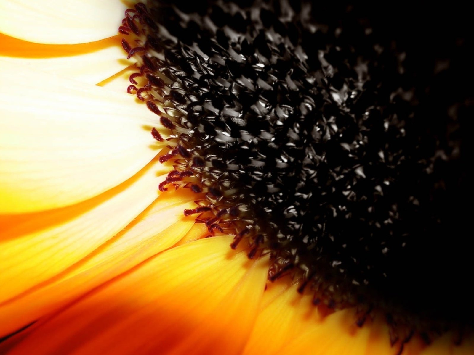 flowers, Nature, Plant, Beautiful, Green, Flower Wallpaper