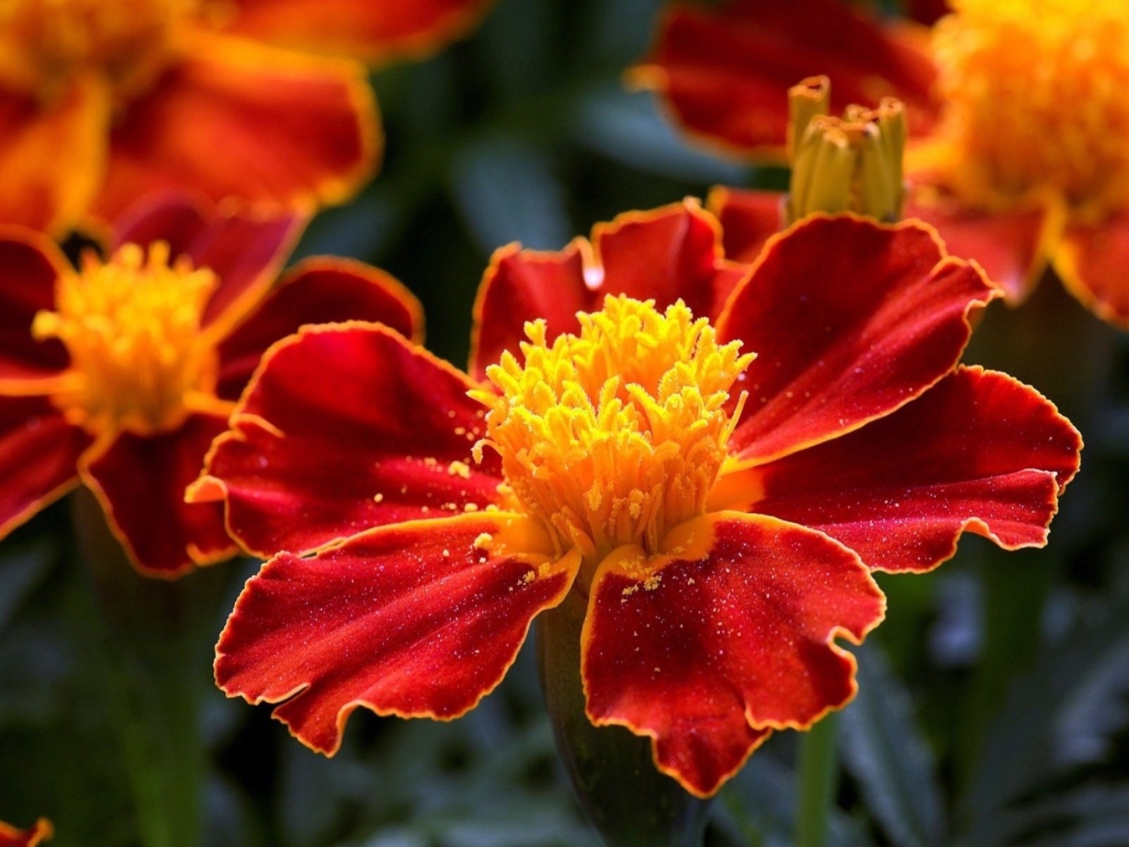 flowers, Nature, Plant, Beautiful, Plant, Green, Red, Yellow, Pink, Blue Wallpaper