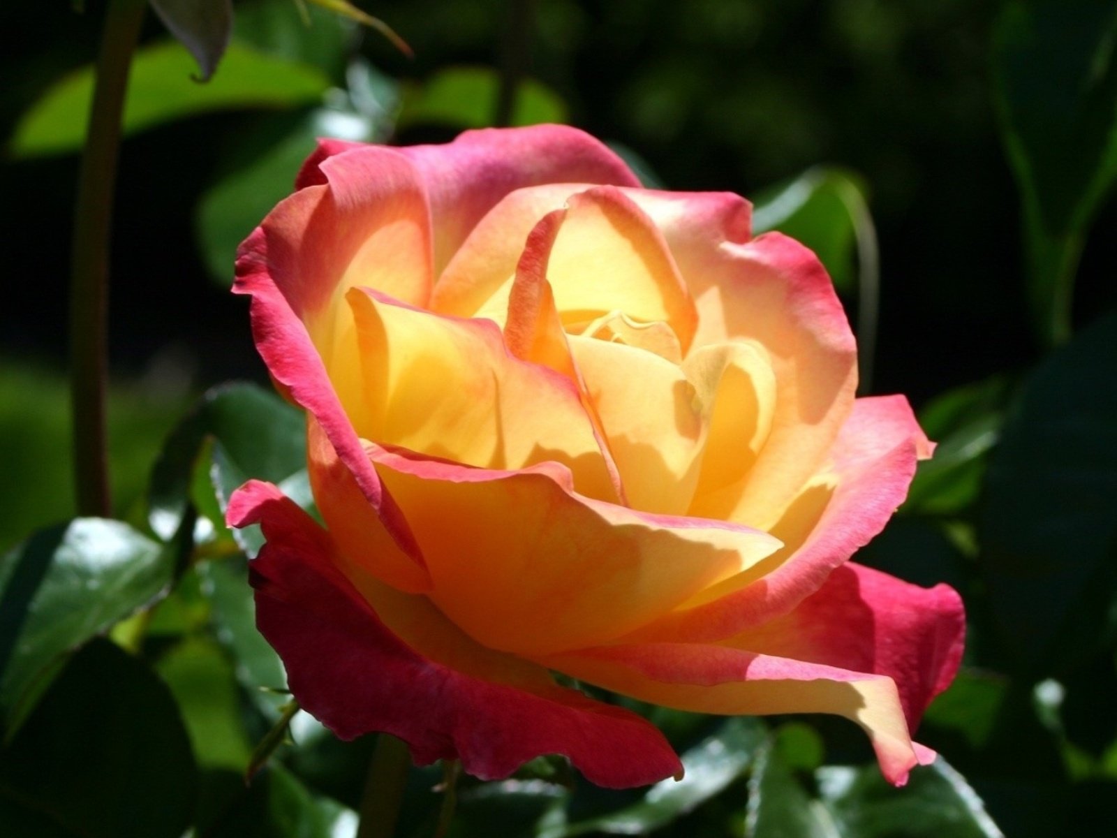 flowers, Nature, Plant, Beautiful, Plant, Green, Red, Yellow, Pink, Blue Wallpaper