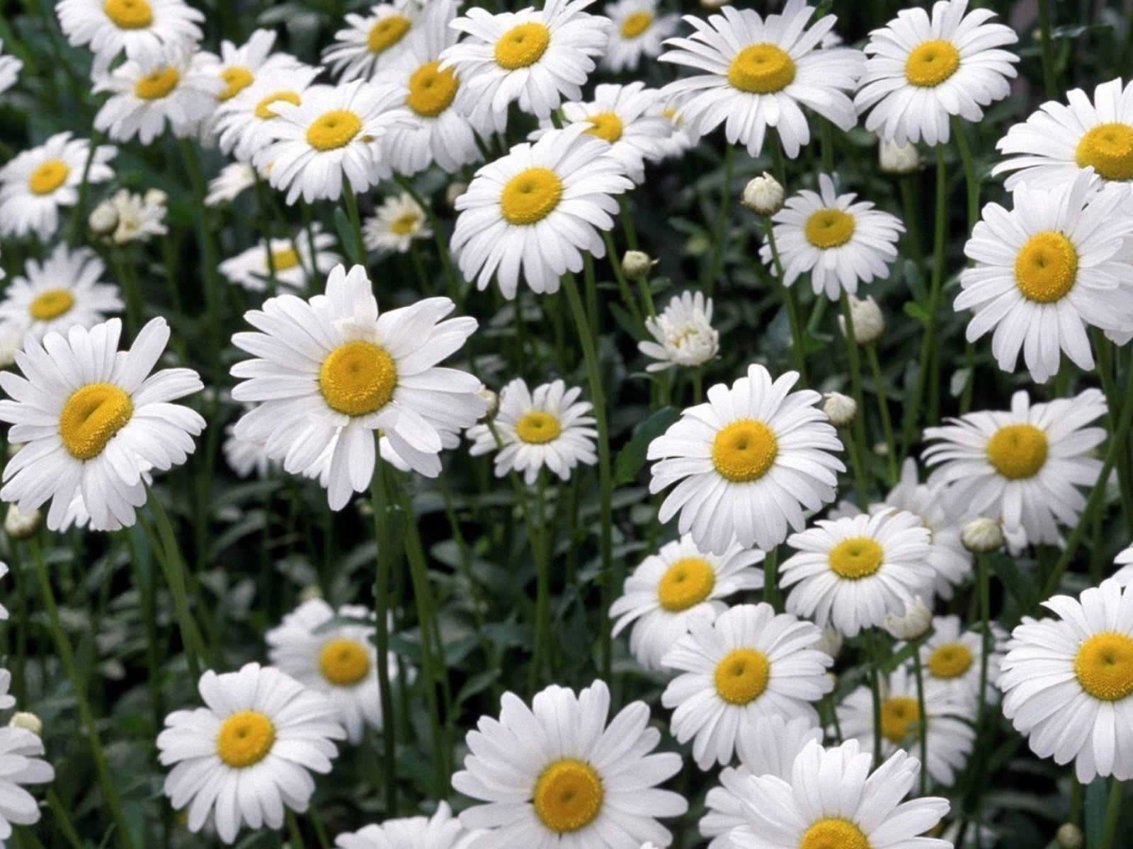 flowers, Nature, Plant, Beautiful, Plant, Green, Red, Yellow, Pink, Blue Wallpaper