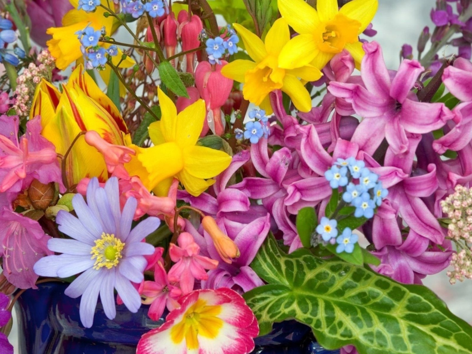 flowers, Nature, Plant, Beautiful, Plant, Green, Red, Yellow, Pink, Blue Wallpaper