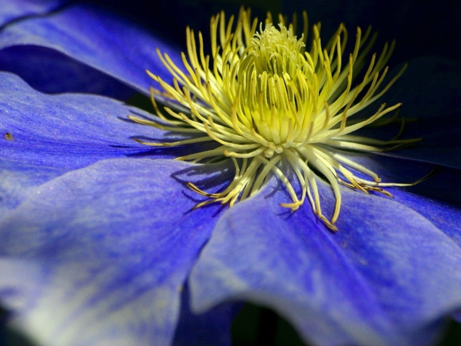 flowers, Nature, Plant, Beautiful, Plant, Green, Red, Yellow, Pink, Blue Wallpaper