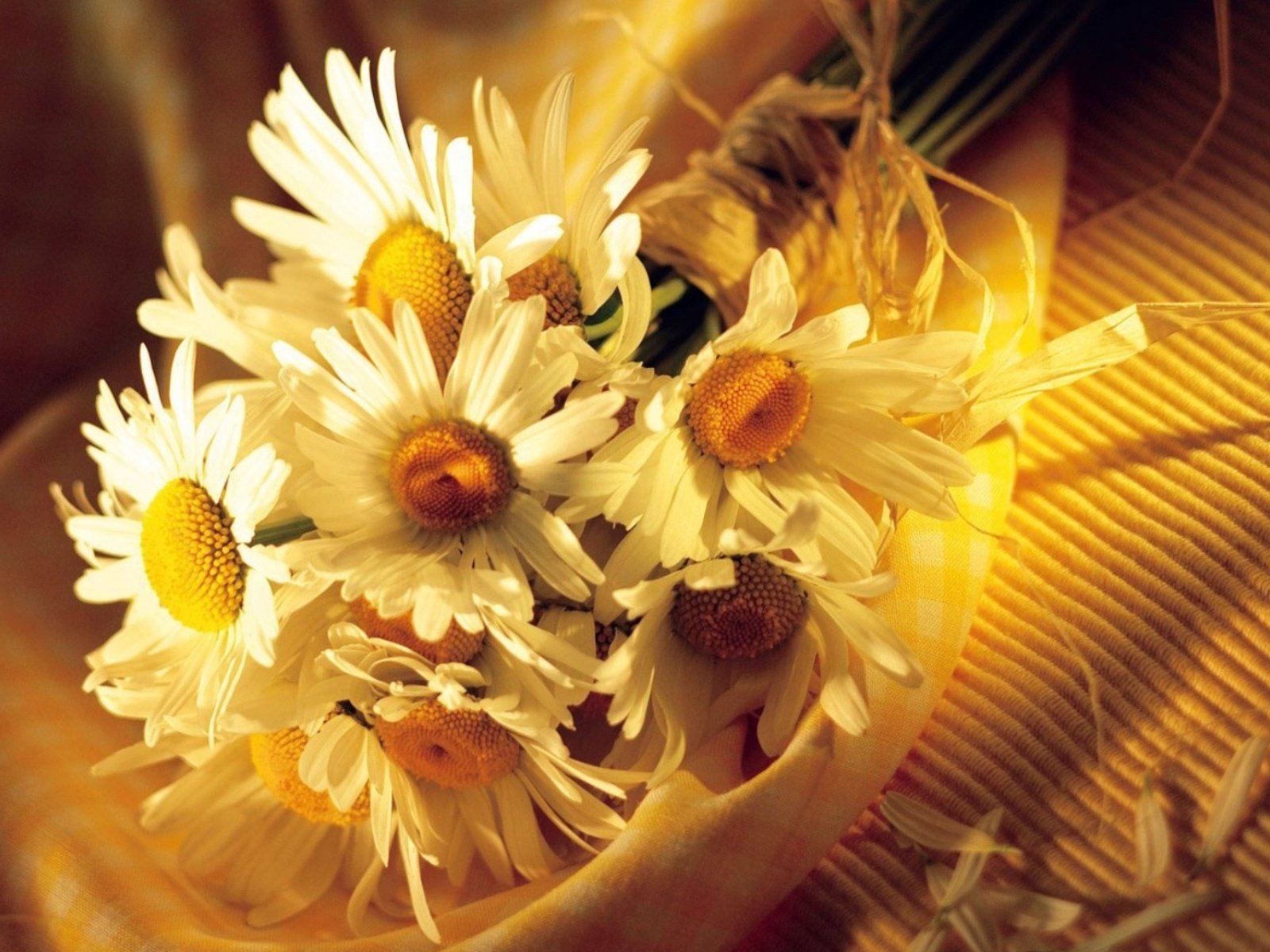 flowers, Nature, Plant, Beautiful, Plant, Green, Red, Yellow, Pink, Blue Wallpaper