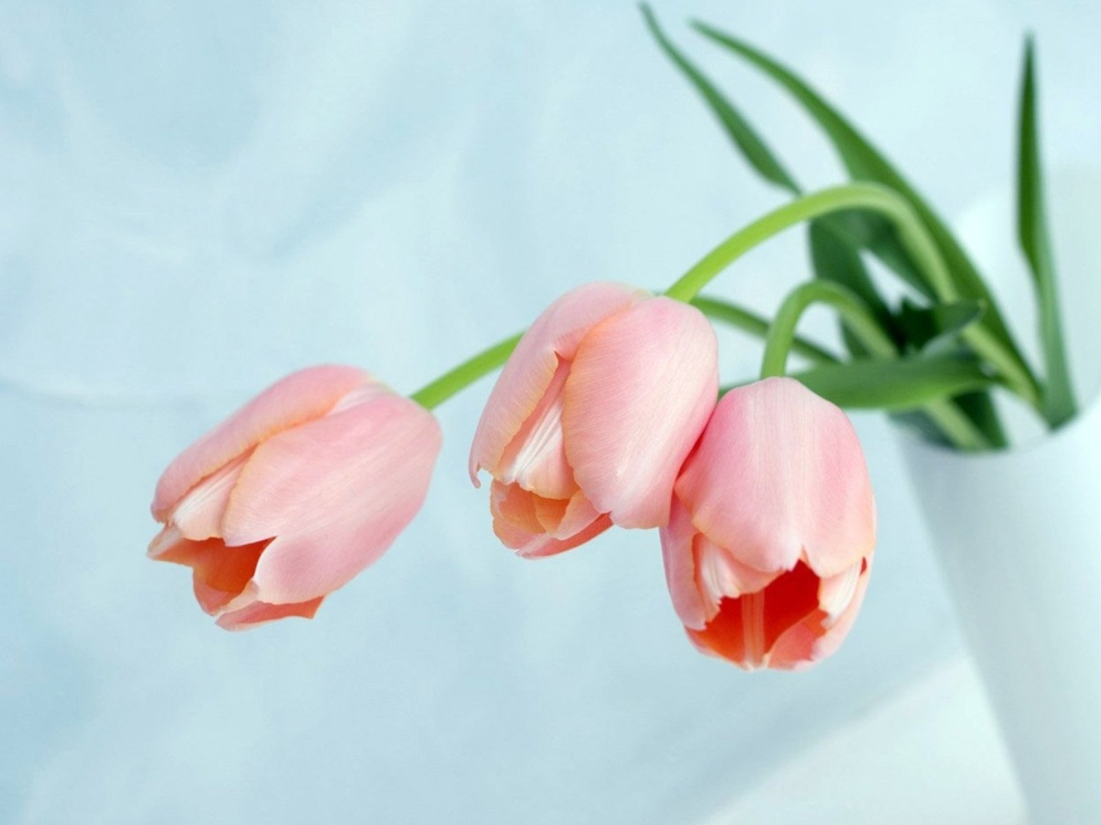 flowers, Nature, Plant, Beautiful, Plant, Green, Red, Yellow, Pink, Blue Wallpaper