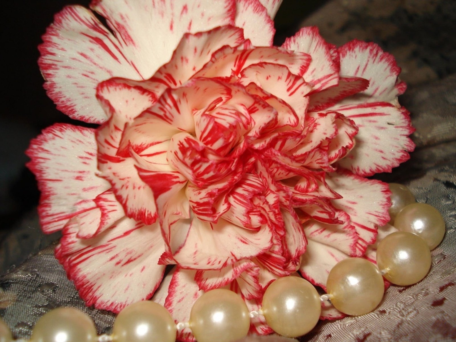 flowers, Nature, Plant, Beautiful, Plant, Green, Red, Yellow, Pink, Blue Wallpaper