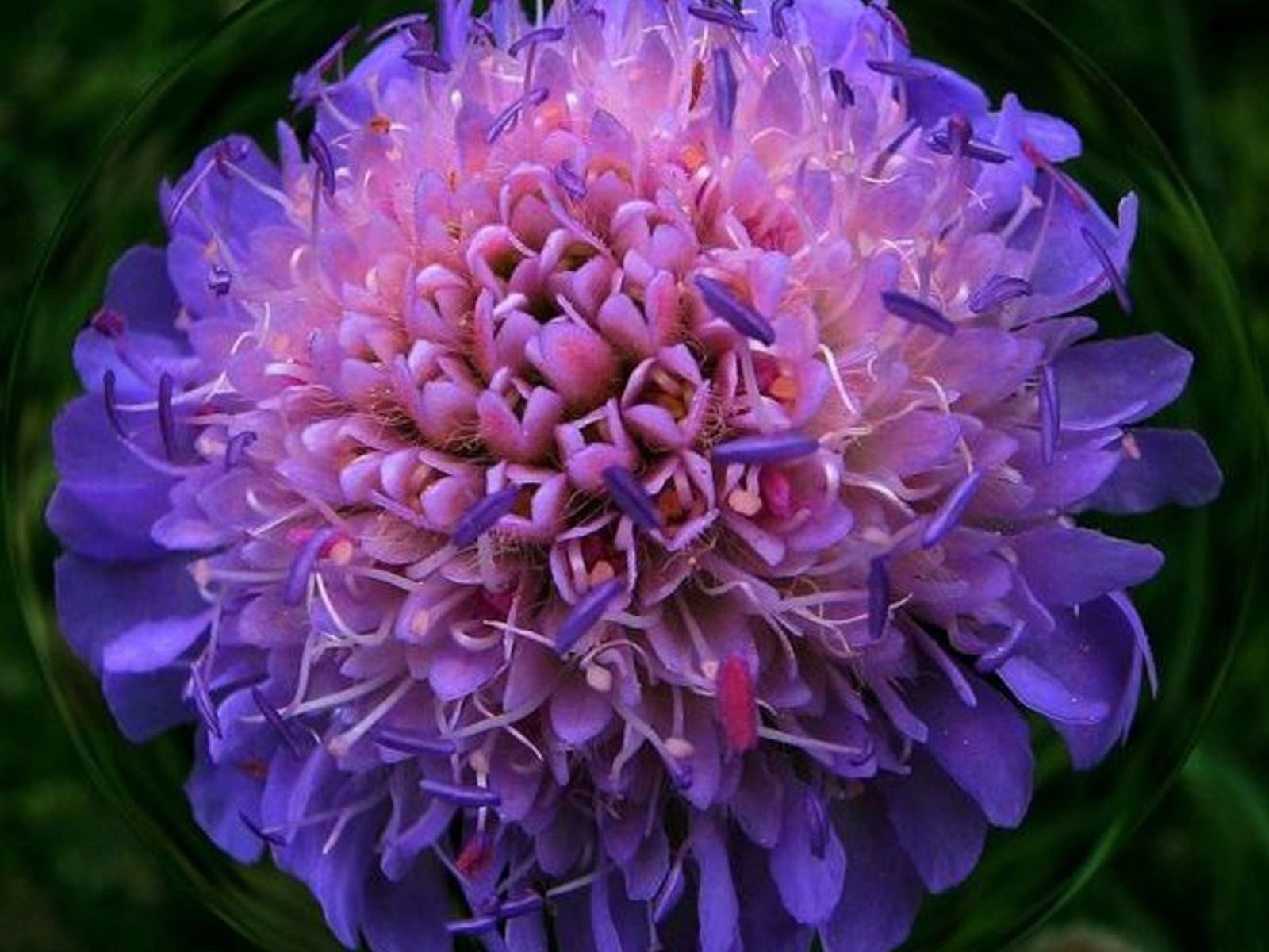 flowers, Nature, Plant, Beautiful, Plant, Green, Red, Yellow, Pink, Blue Wallpaper