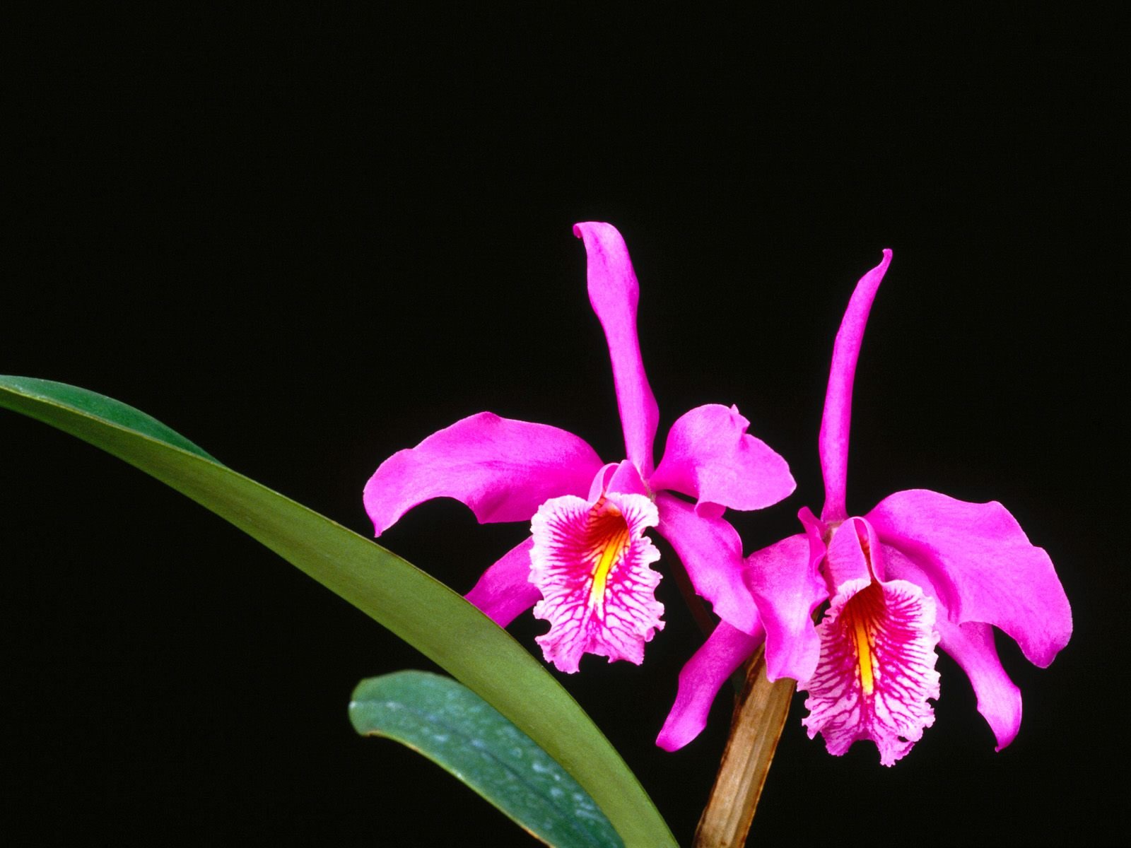 flowers, Nature, Plant, Beautiful, Plant, Green, Red, Yellow, Pink, Blue Wallpaper