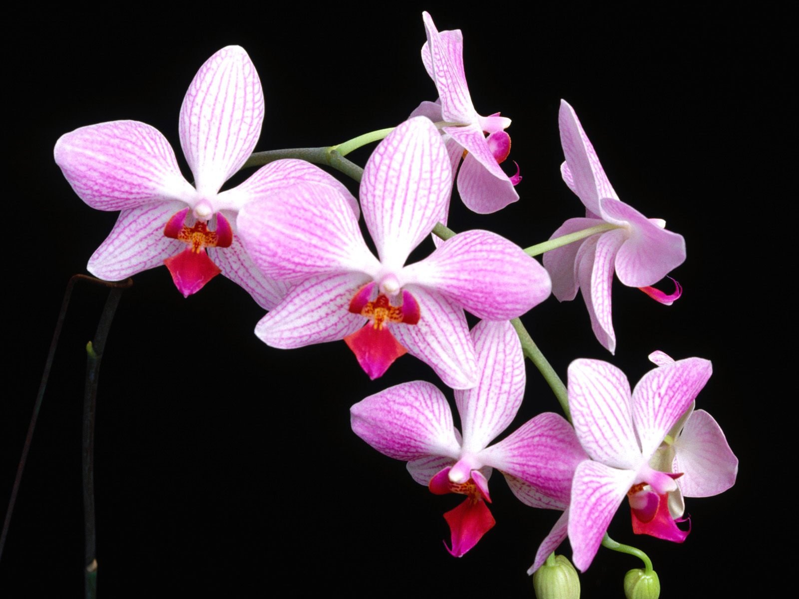 flowers, Nature, Plant, Beautiful, Plant, Green, Red, Yellow, Pink, Blue Wallpaper