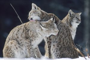 bobcat, Lynx