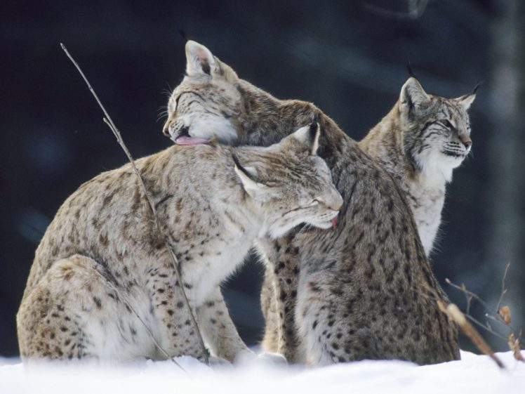 bobcat, Lynx HD Wallpaper Desktop Background