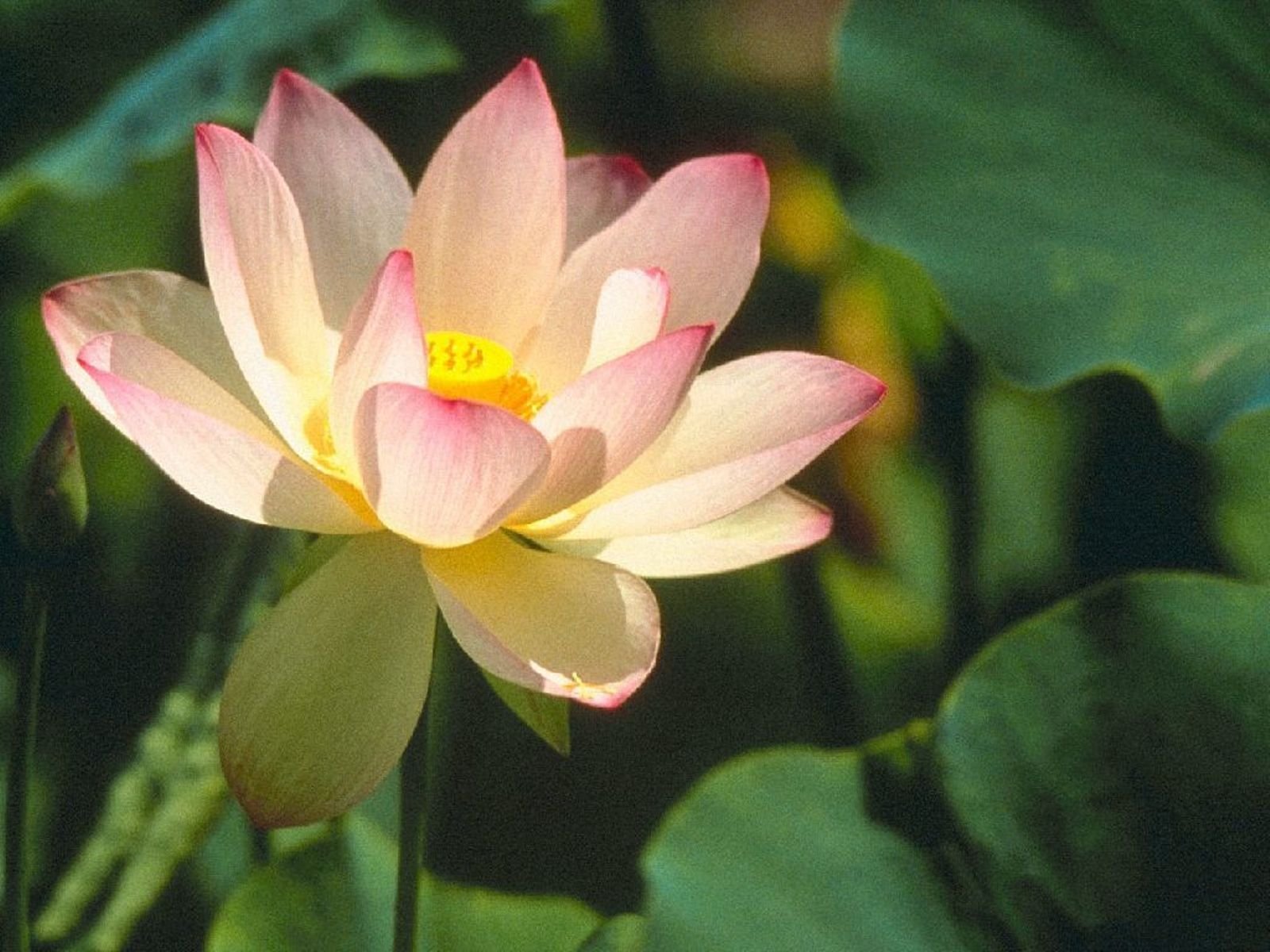 flowers, Nature, Plant, Beautiful, Plant, Green, Red, Yellow, Pink, Blue Wallpaper