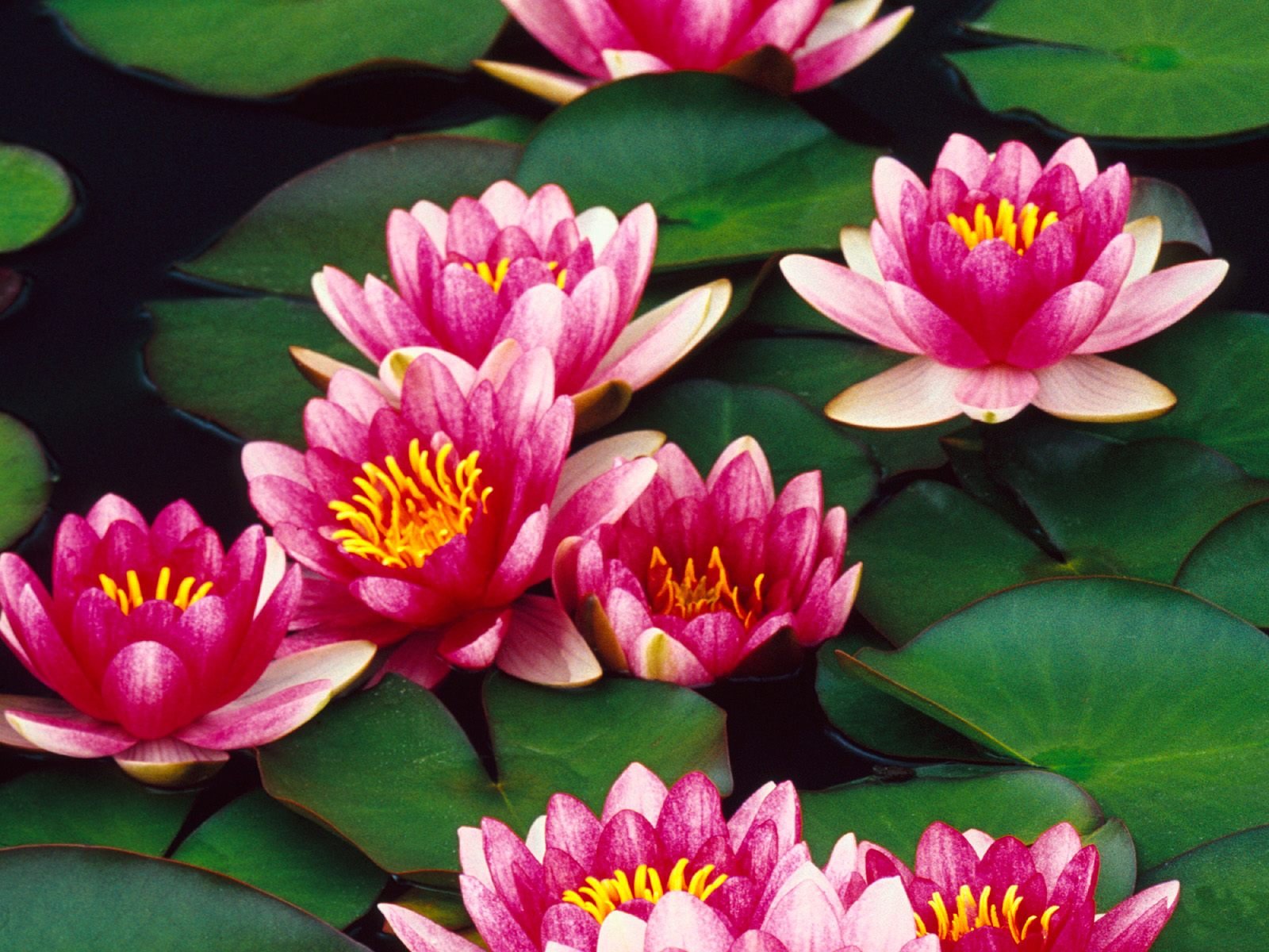 flowers, Nature, Plant, Beautiful, Plant, Green, Red, Yellow, Pink, Blue Wallpaper