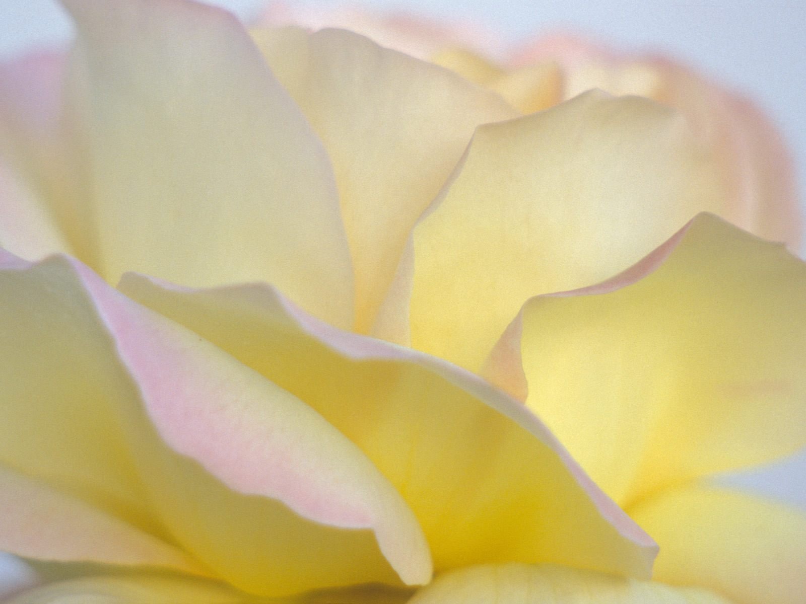 flowers, Nature, Plant, Beautiful, Plant, Green, Red, Yellow, Pink, Blue Wallpaper