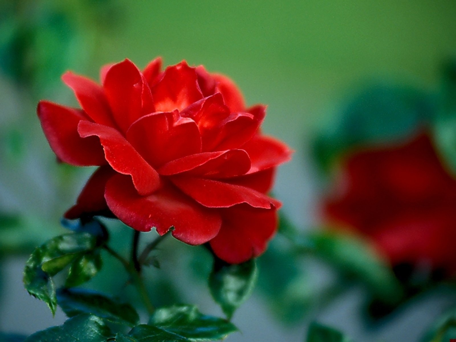 flowers, Nature, Plant, Beautiful, Plant, Green, Red, Yellow, Pink, Blue Wallpaper
