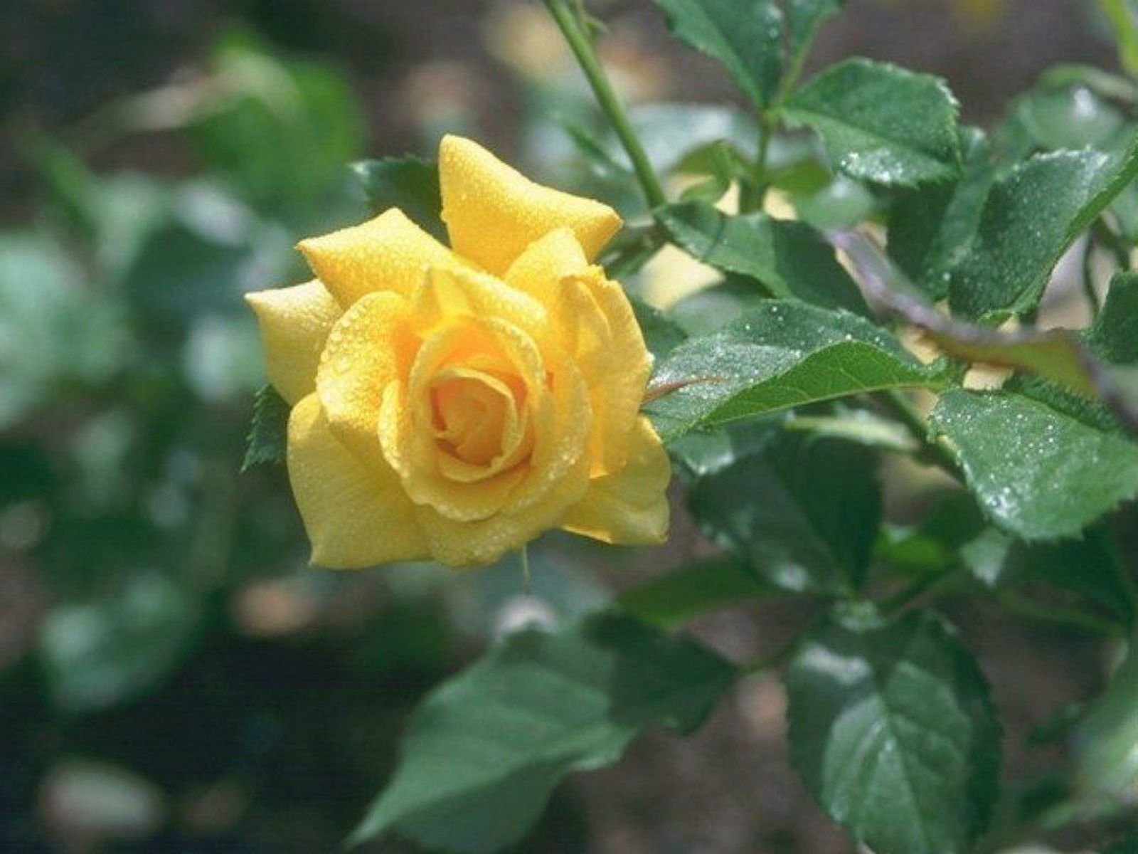 Желтые розы на солнце