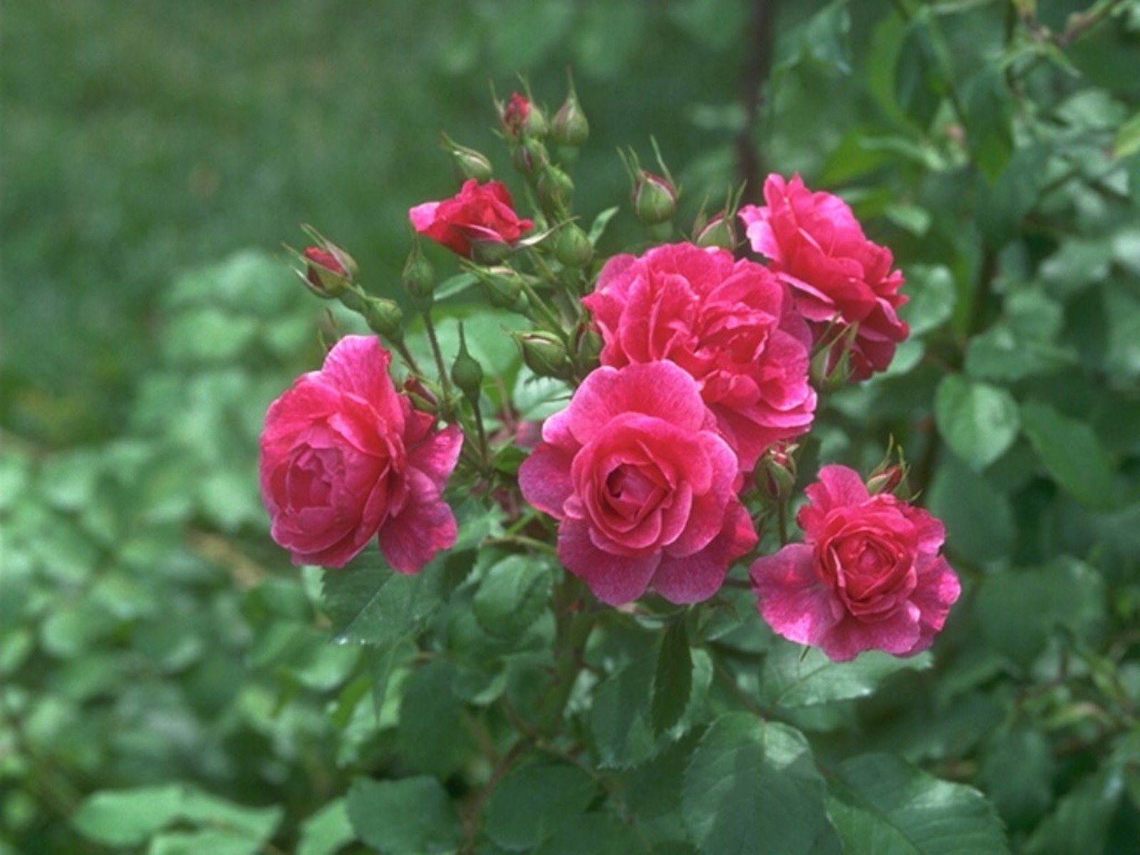flowers, Nature, Plant, Beautiful, Plant, Green, Red, Yellow, Pink, Blue Wallpaper