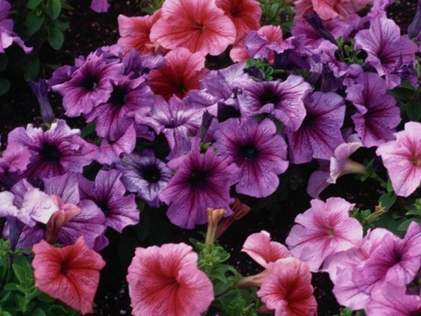 flowers, Nature, Plant, Beautiful, Plant, Green, Red, Yellow, Pink, Blue Wallpaper