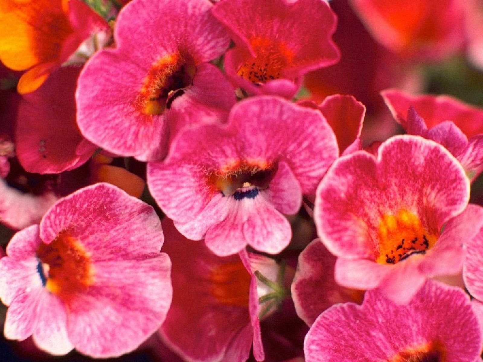 flowers, Nature, Plant, Beautiful, Plant, Green, Red, Yellow, Pink, Blue Wallpaper