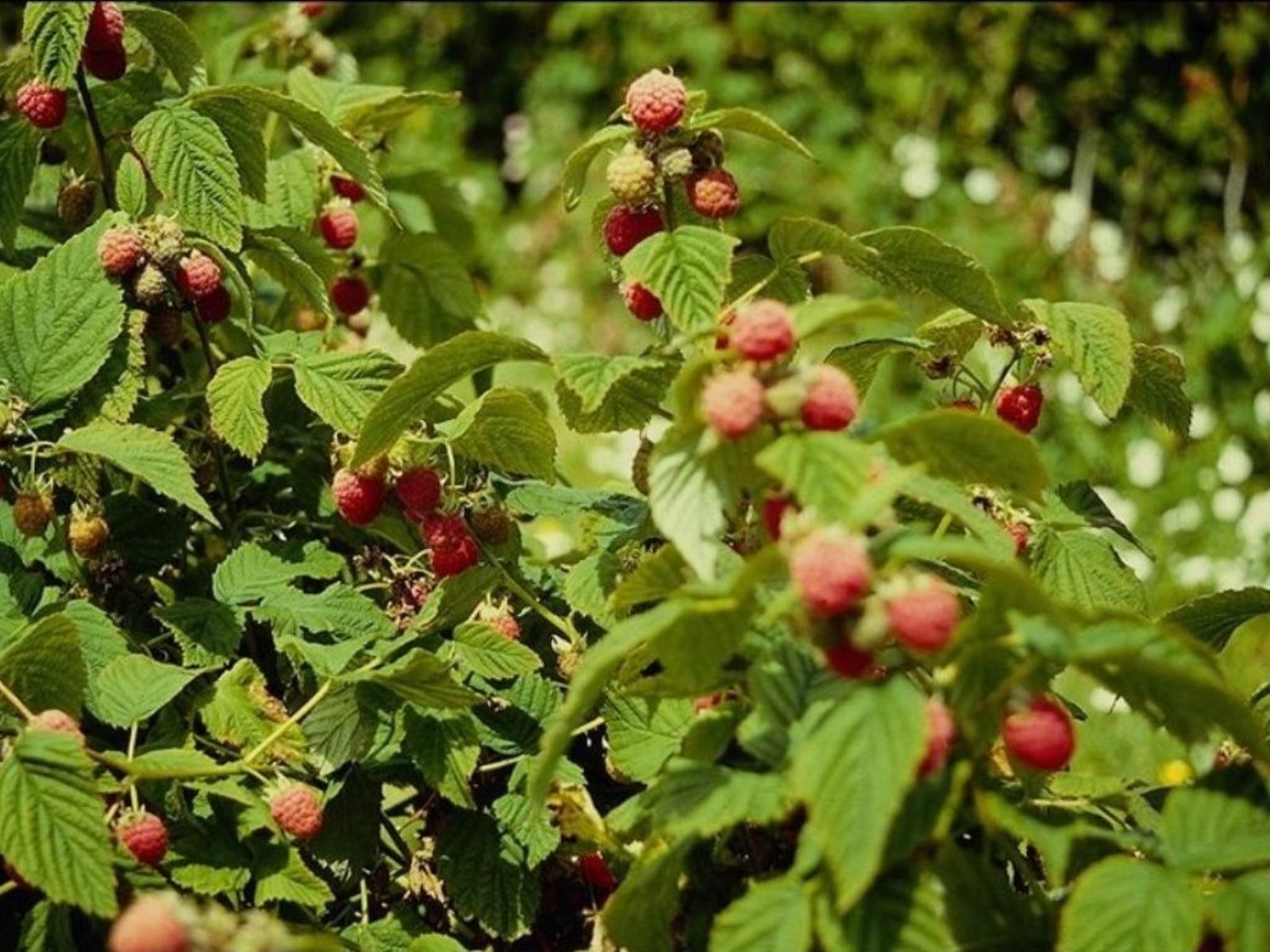 flowers, Nature, Plant, Beautiful, Plant, Green, Red, Yellow, Pink, Blue Wallpaper