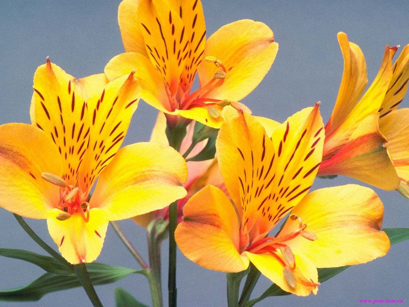 flowers, Nature, Plant, Beautiful, Plant, Green, Red, Yellow, Pink, Blue Wallpaper