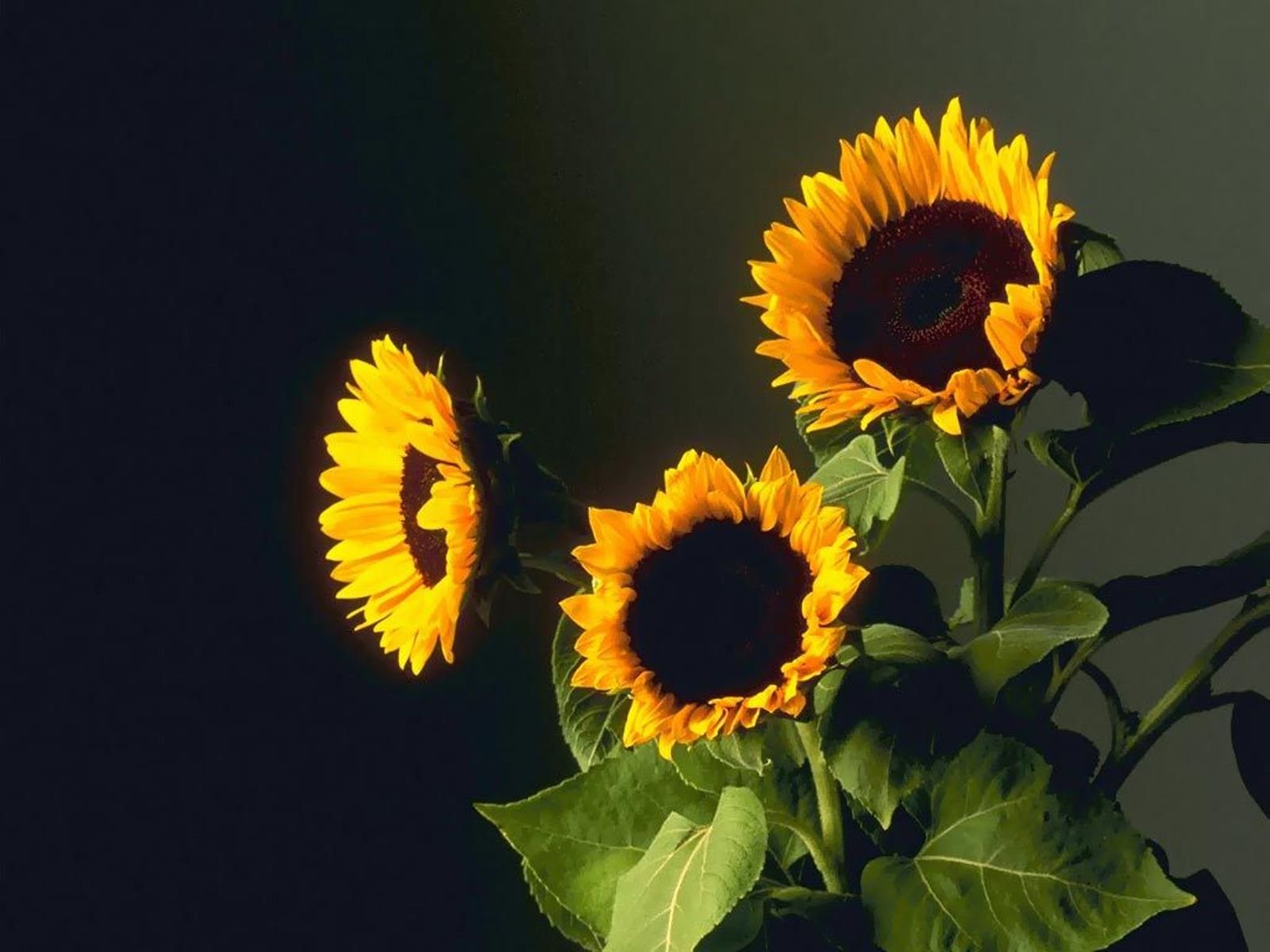 flowers, Nature, Plant, Beautiful, Plant, Green, Red, Yellow, Pink, Blue Wallpaper