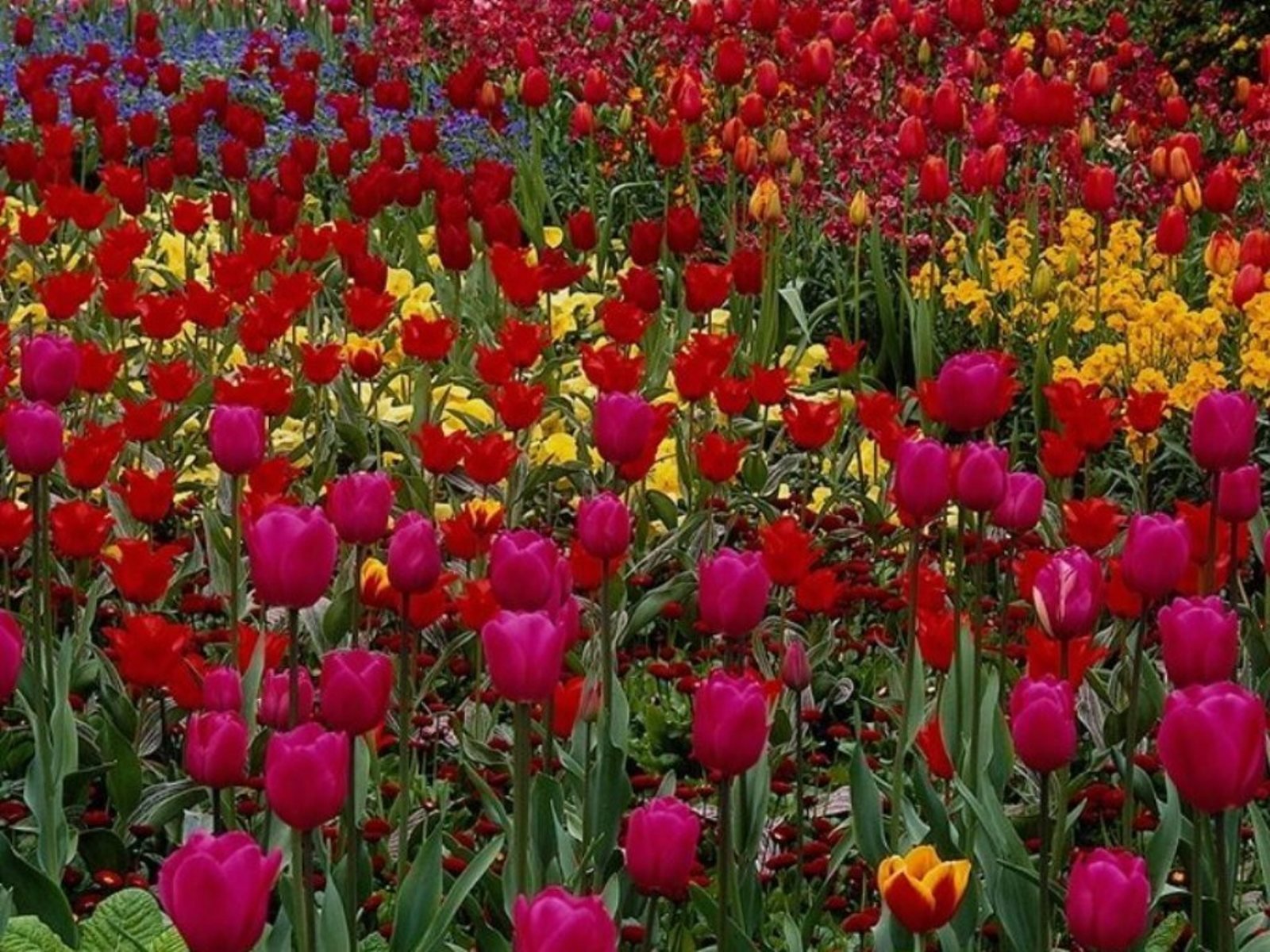 flowers, Nature, Plant, Beautiful, Plant, Green, Red, Yellow, Pink, Blue Wallpaper