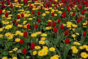 flowers, Nature, Plant, Beautiful, Plant, Green, Red, Yellow, Pink, Blue