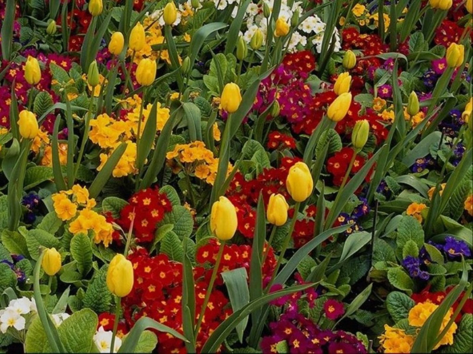 flowers, Nature, Plant, Beautiful, Plant, Green, Red, Yellow, Pink ...