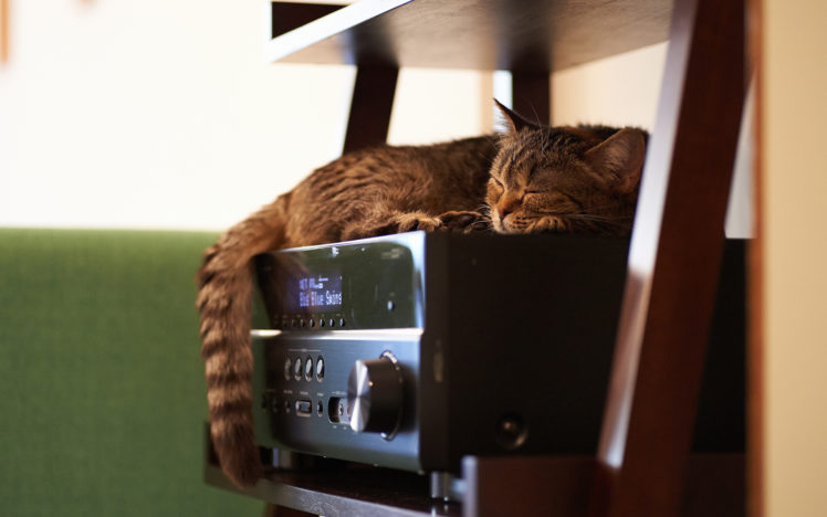 cats, Sleep HD Wallpaper Desktop Background