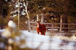 horse, Fence, Winter