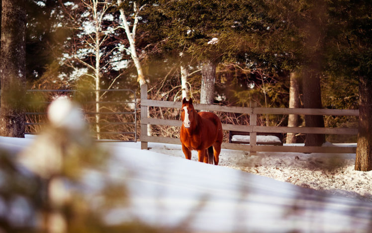 horse, Fence, Winter HD Wallpaper Desktop Background