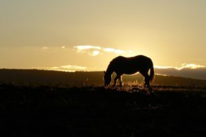 horses, Sunrise, Sunset
