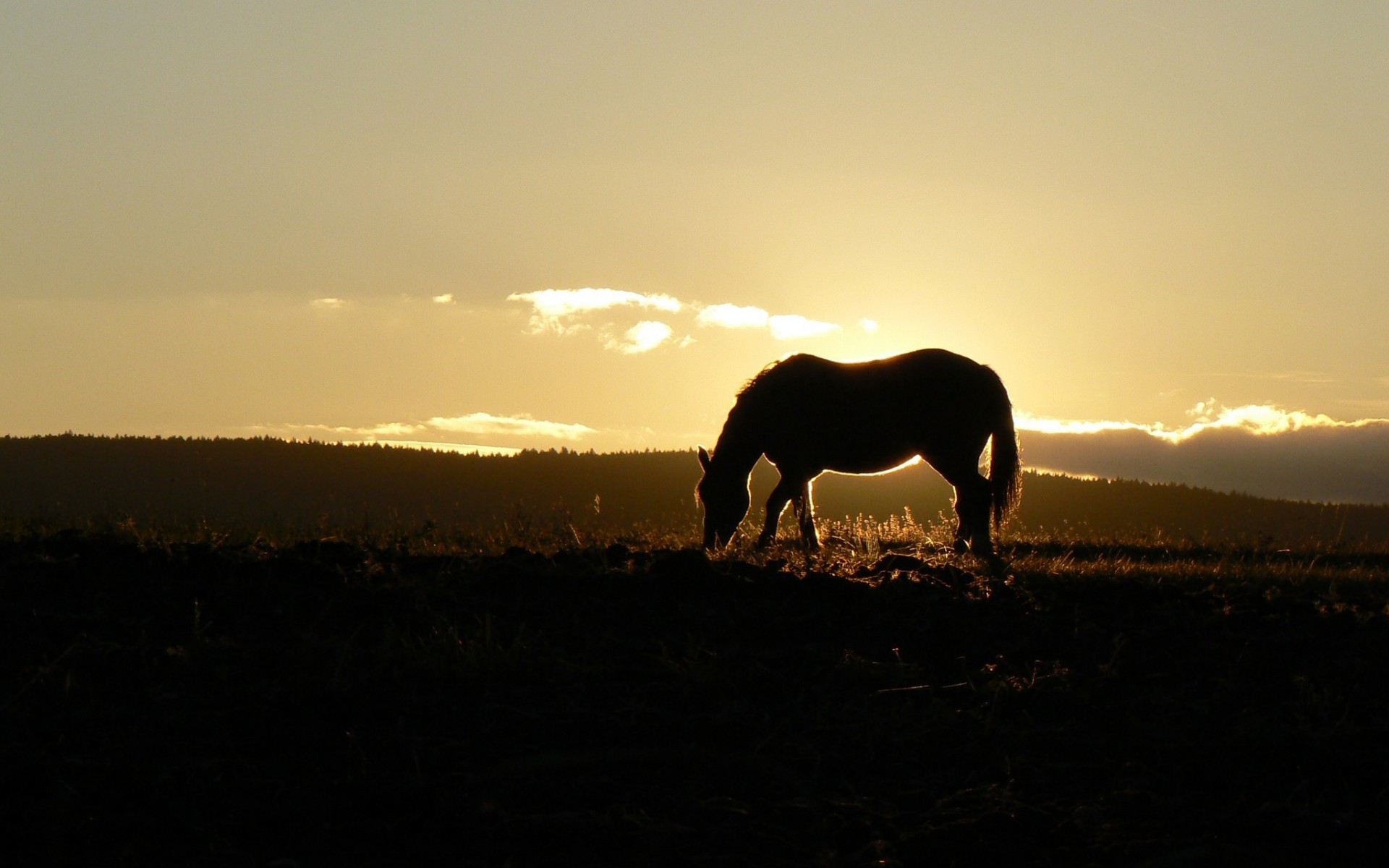 horses, Sunrise, Sunset Wallpaper