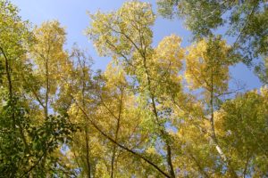 trees, Nature, Plant, Green, Forrest, Wood, Woods, Tree, Wild, Leaves, Yellow, Colors